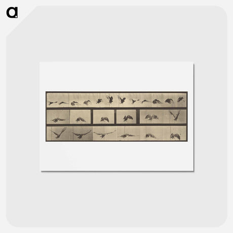 アートポストカード-Animal Locomotion
 - エドワード マイブリッジ Postcard.