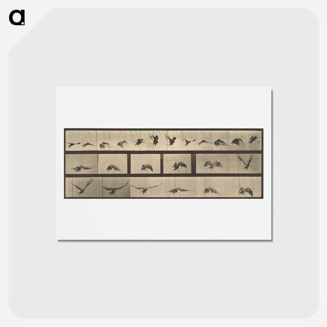 アートポストカード-Animal Locomotion
 - エドワード マイブリッジ Postcard.