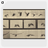1-39_Eadweard-Muybridge_picture-crop