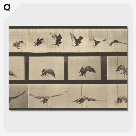 1-39_Eadweard-Muybridge_picture-crop