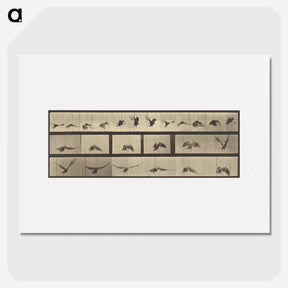 1-39_Eadweard-Muybridge_picture