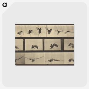 1-39_Eadweard-Muybridge_postcard
