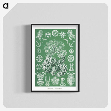1-39_Ernst-Haeckel_blk-crop