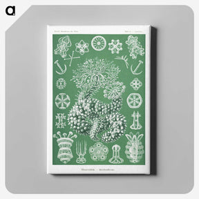1-39_Ernst-Haeckel_canvas