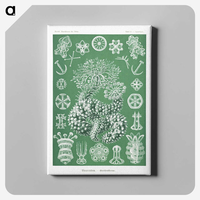 1-39_Ernst-Haeckel_canvas