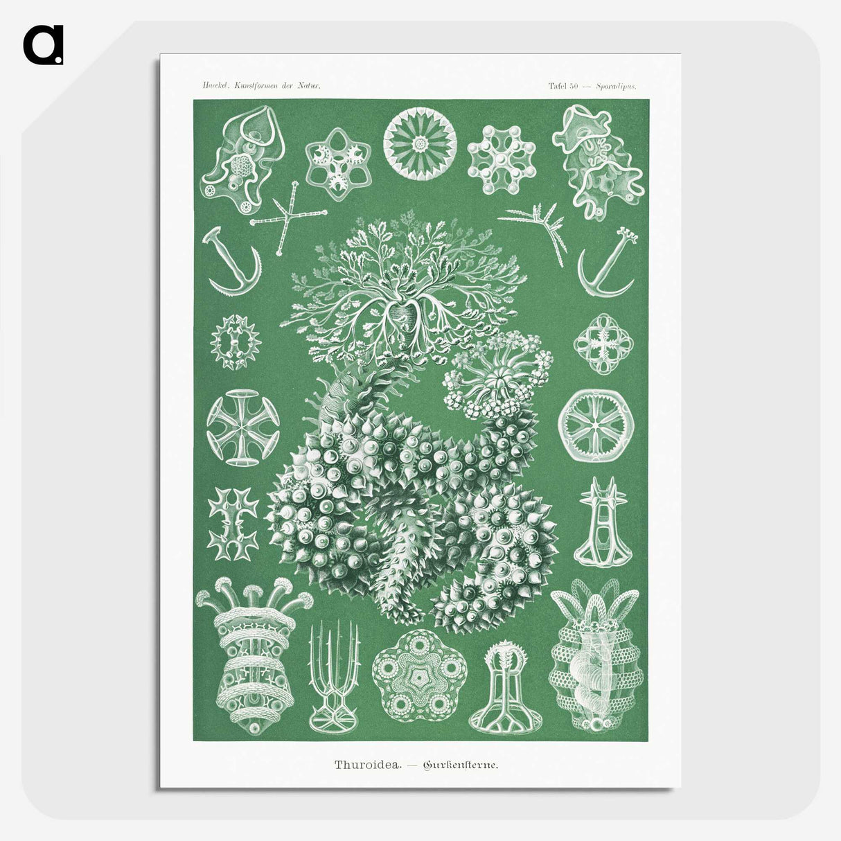 1-39_Ernst-Haeckel_picture-crop