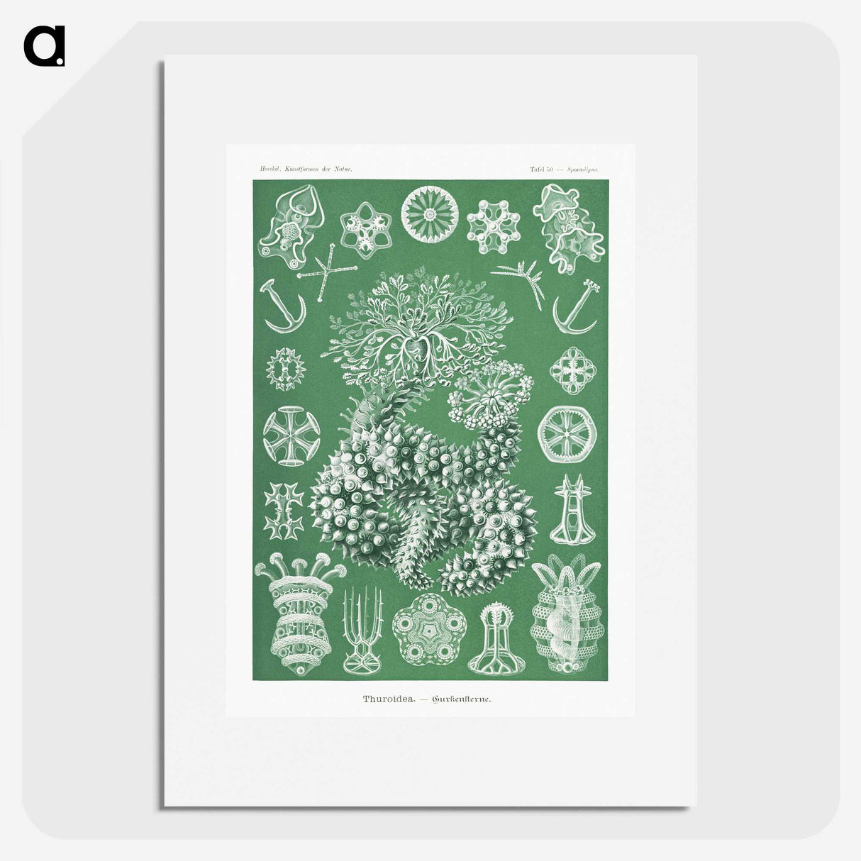 1-39_Ernst-Haeckel_picture
