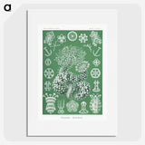 1-39_Ernst-Haeckel_picture