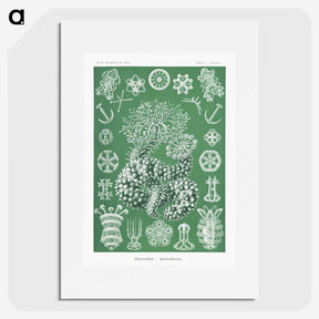 1-39_Ernst-Haeckel_picture