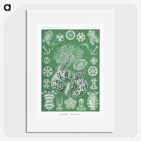 1-39_Ernst-Haeckel_picture