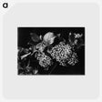 1-39_Frederick-Charles-Brockett_postcard