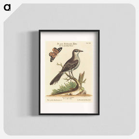 アートポスター-Pica grisea Brasiliensis
 - ジョージ エドワーズ Poster.