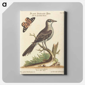 アートパネル-Pica grisea Brasiliensis
 - ジョージ エドワーズ Canvas.