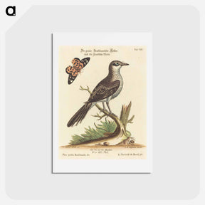 アートポストカード-Pica grisea Brasiliensis
 - ジョージ エドワーズ Postcard.