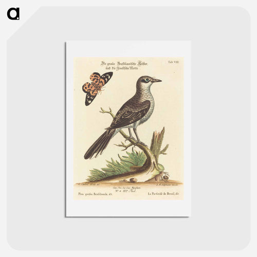 Pica grisea Brasiliensis
 - ジョージ エドワーズ Postcard.