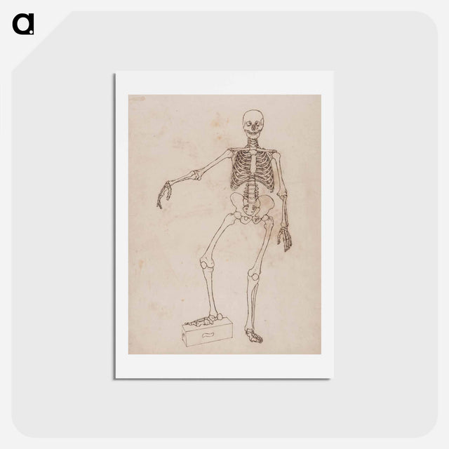 アートポストカード-Human Skeleton, Anterior View
 - ジョージ スタッブス Postcard.