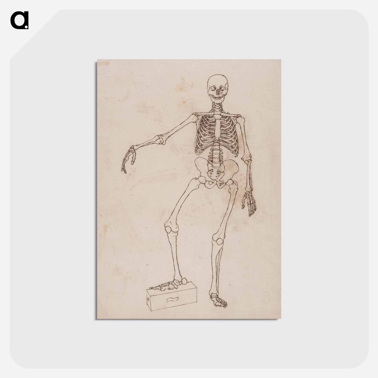 アートポストカード-Human Skeleton, Anterior View
 - ジョージ スタッブス Postcard.