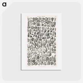 アートポストカード-Organic Remains
 - ゴールドスミスの生き生きとした自然 Postcard.