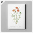 1-39_Histoire-des-Plantes-Grasses_canvas