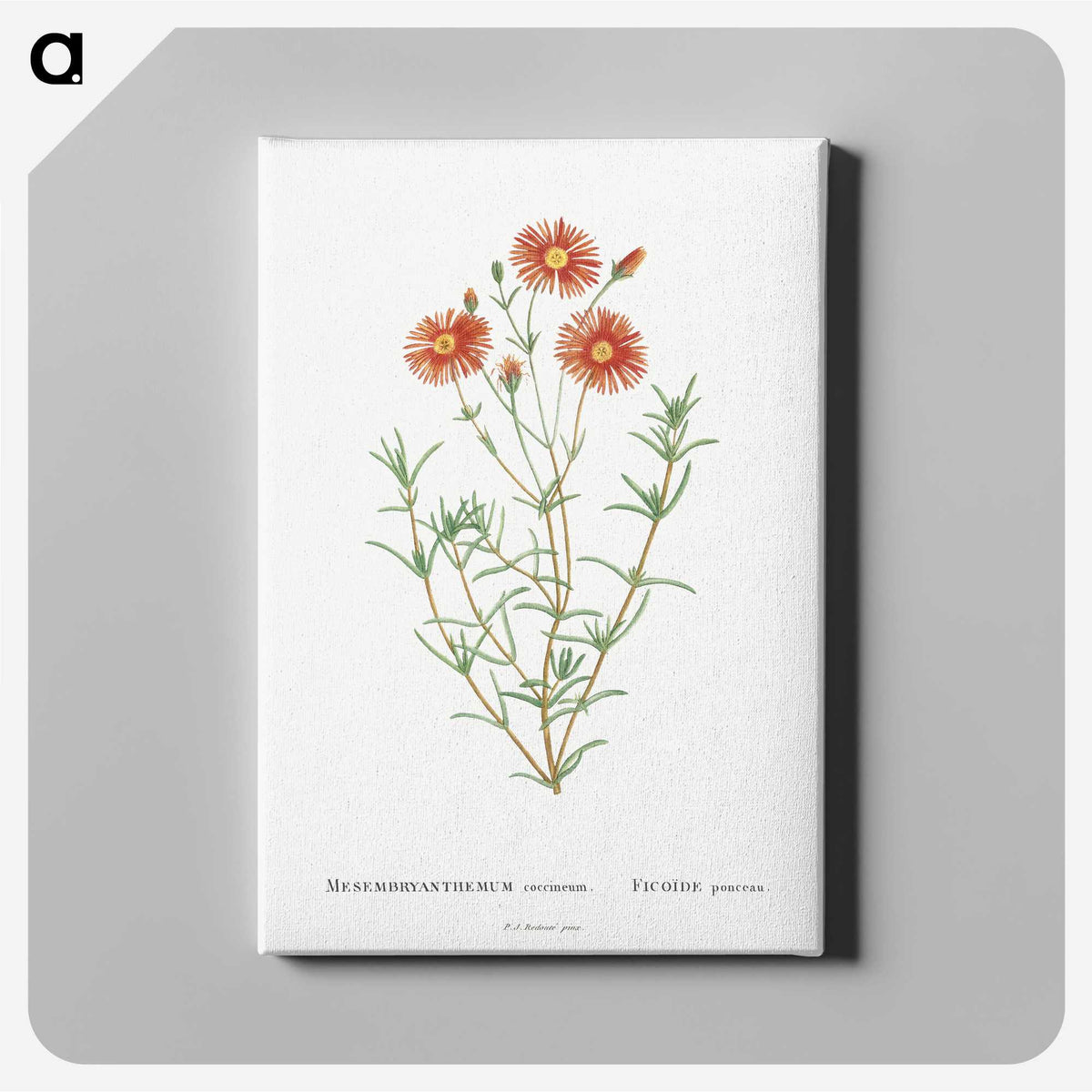 1-39_Histoire-des-Plantes-Grasses_canvas