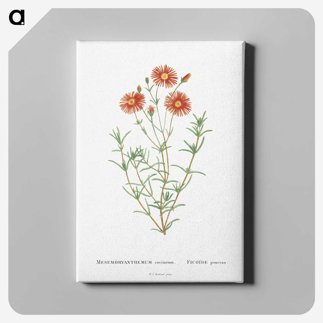 1-39_Histoire-des-Plantes-Grasses_canvas