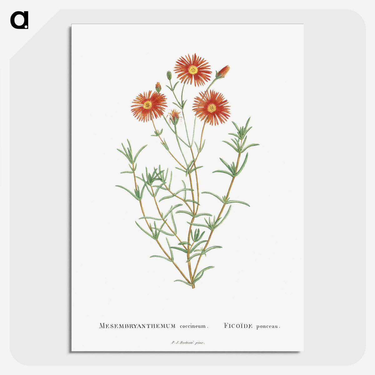 1-39_Histoire-des-Plantes-Grasses_picture-crop