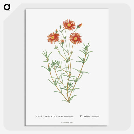 1-39_Histoire-des-Plantes-Grasses_picture-crop