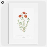 1-39_Histoire-des-Plantes-Grasses_picture