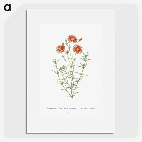 1-39_Histoire-des-Plantes-Grasses_picture