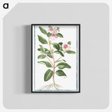 1-39_Hortus-Romanus-Botanical-Plates_blk-crop
