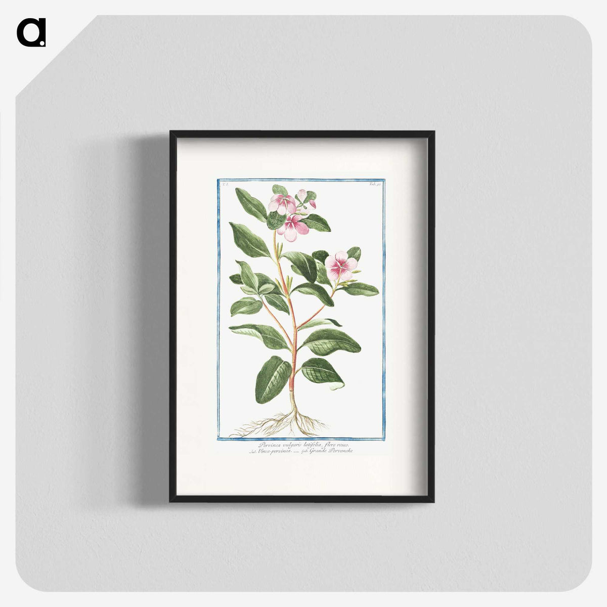 1-39_Hortus-Romanus-Botanical-Plates_blk