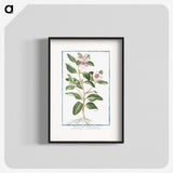 1-39_Hortus-Romanus-Botanical-Plates_blk