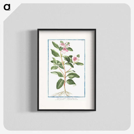 1-39_Hortus-Romanus-Botanical-Plates_blk