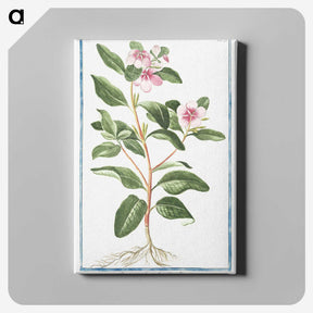 1-39_Hortus-Romanus-Botanical-Plates_canvas