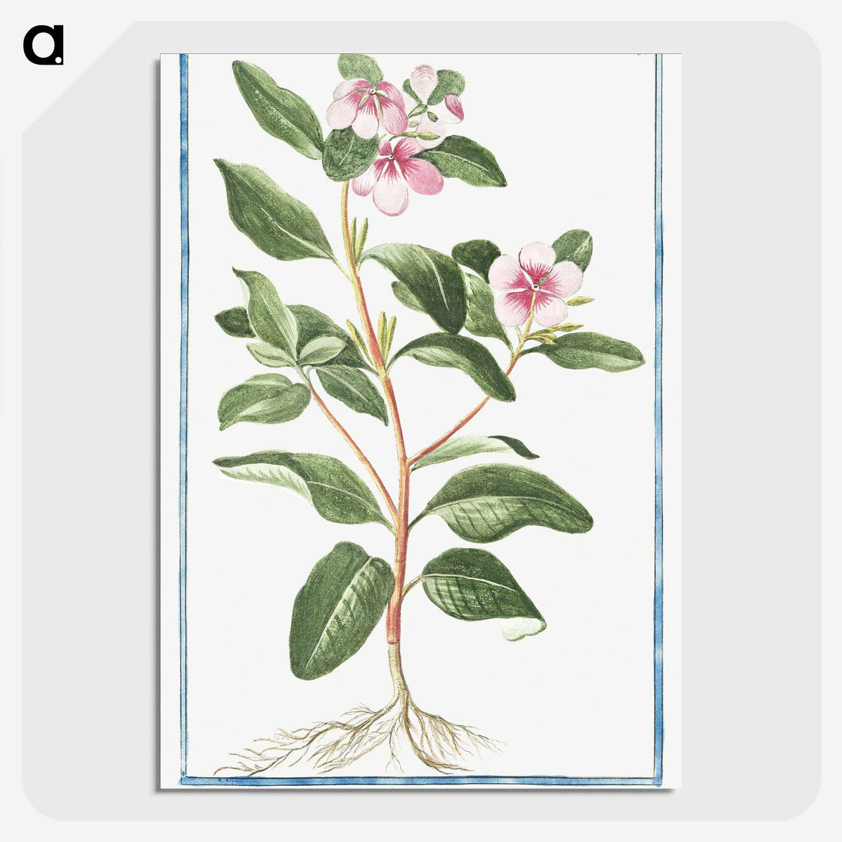 1-39_Hortus-Romanus-Botanical-Plates_picture-crop