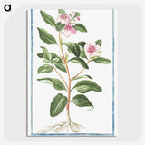 1-39_Hortus-Romanus-Botanical-Plates_picture-crop