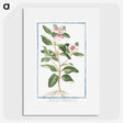 1-39_Hortus-Romanus-Botanical-Plates_picture