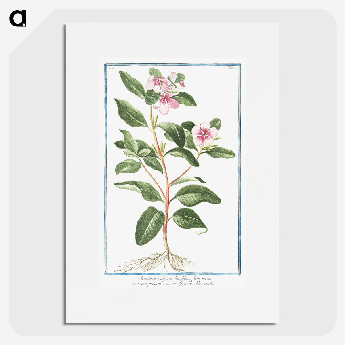 1-39_Hortus-Romanus-Botanical-Plates_picture