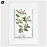 1-39_Hortus-Romanus-Botanical-Plates_picture