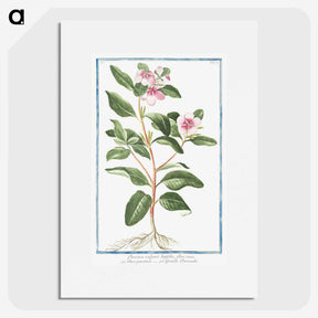 1-39_Hortus-Romanus-Botanical-Plates_picture