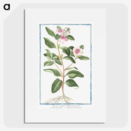 1-39_Hortus-Romanus-Botanical-Plates_picture