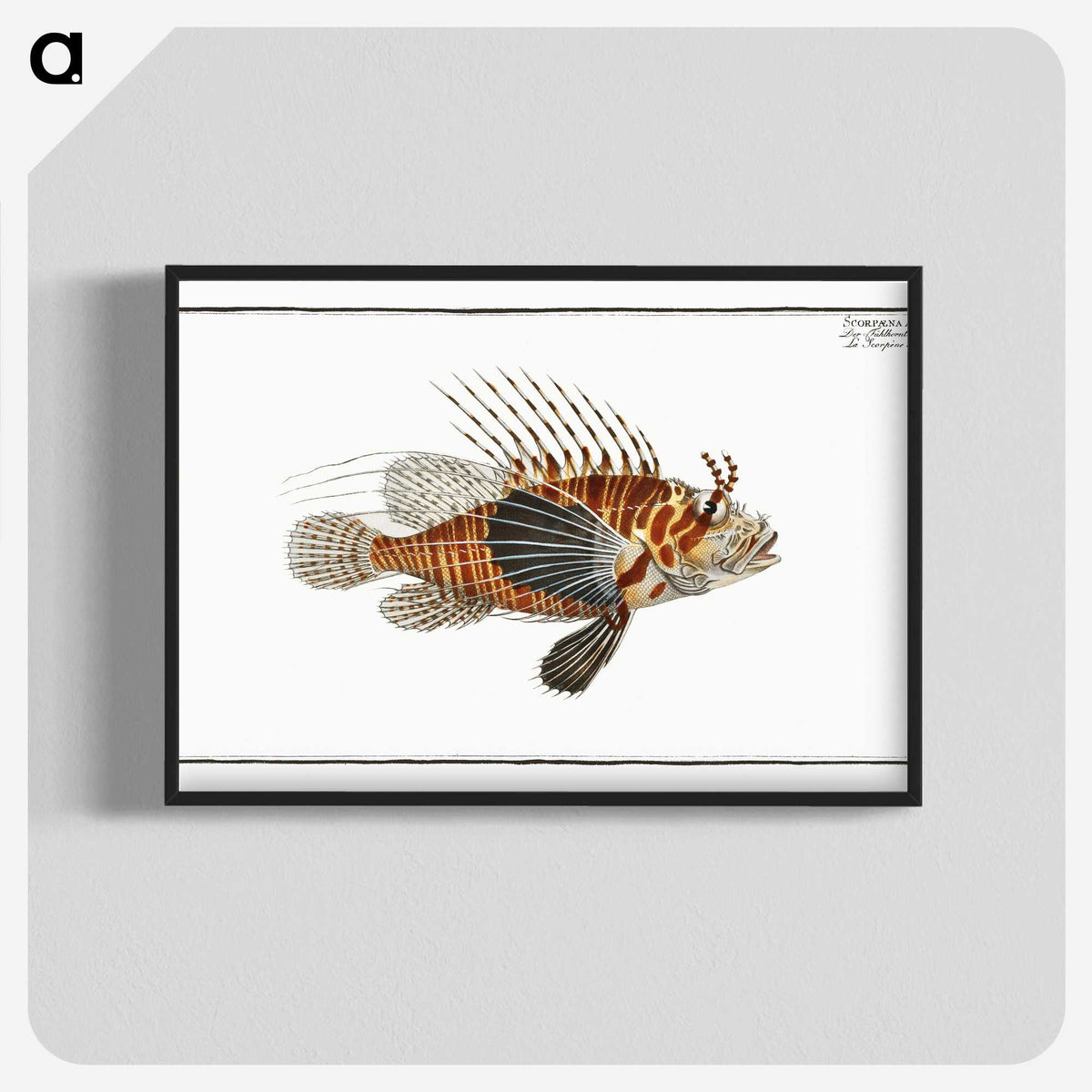 1-39_Ichtyologie-ou-Histoire-naturelle_blk-crop