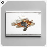 1-39_Ichtyologie-ou-Histoire-naturelle_canvas