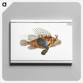 1-39_Ichtyologie-ou-Histoire-naturelle_canvas
