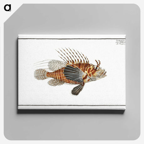 1-39_Ichtyologie-ou-Histoire-naturelle_canvas