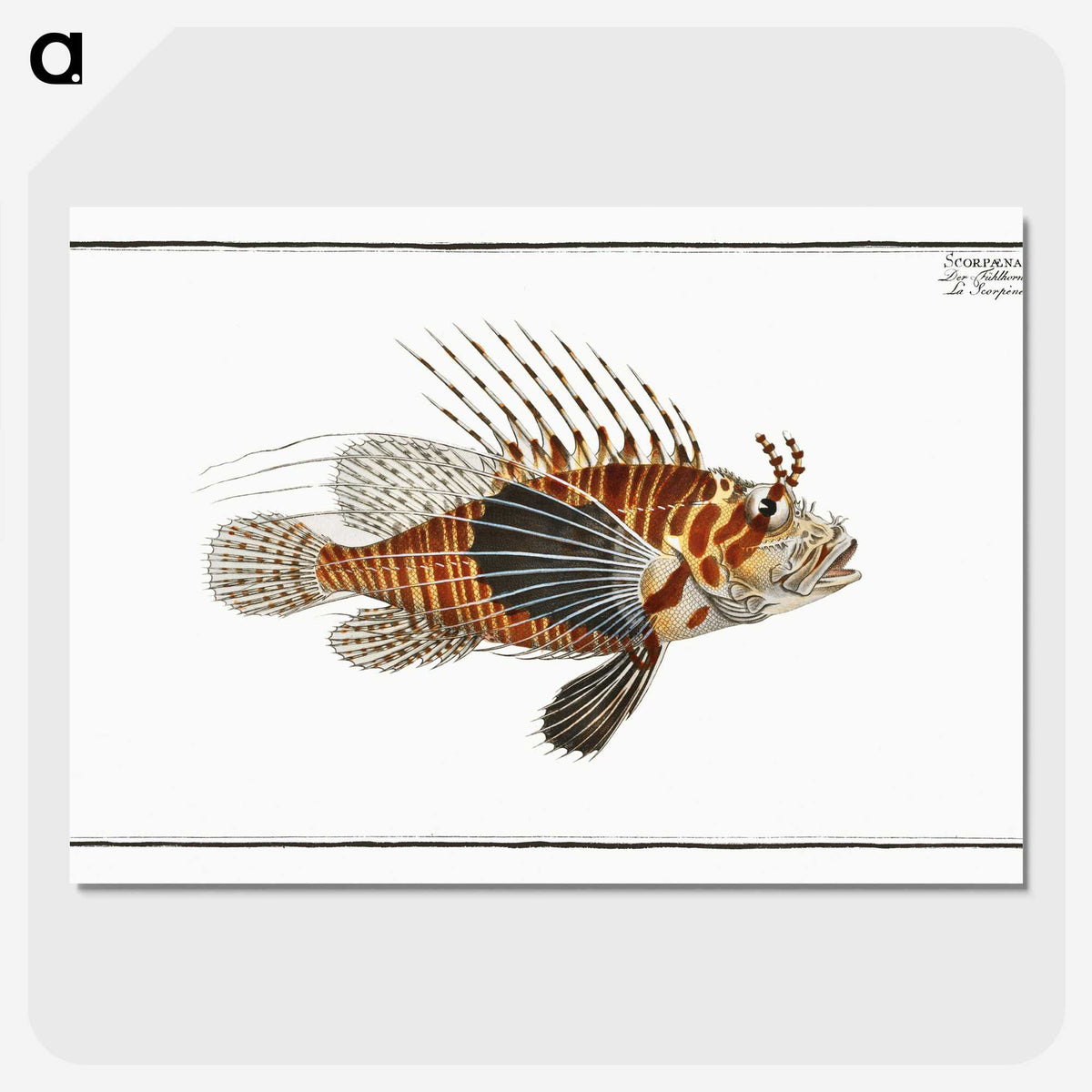 1-39_Ichtyologie-ou-Histoire-naturelle_picture-crop