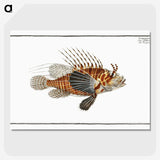 1-39_Ichtyologie-ou-Histoire-naturelle_picture-crop