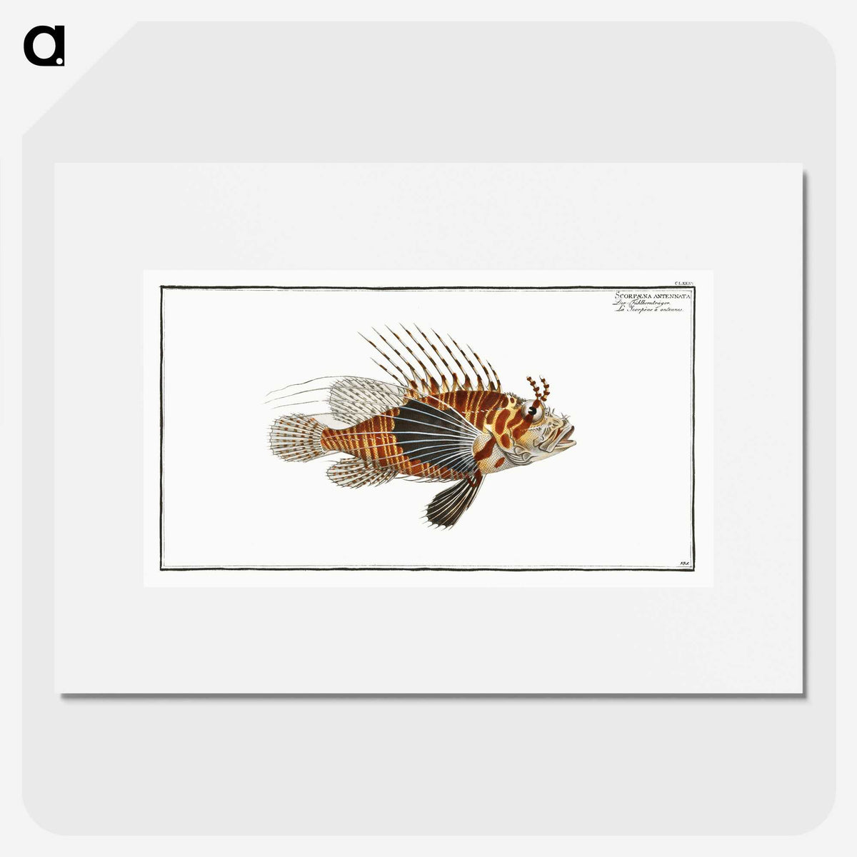 1-39_Ichtyologie-ou-Histoire-naturelle_picture