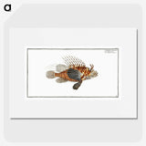 1-39_Ichtyologie-ou-Histoire-naturelle_picture