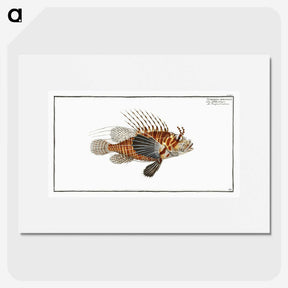 1-39_Ichtyologie-ou-Histoire-naturelle_picture